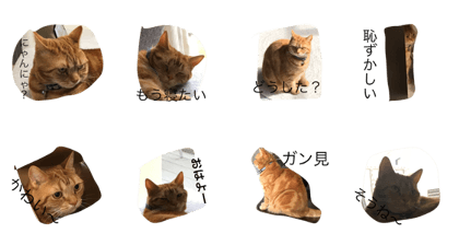 Cats' recommendation