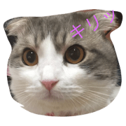 My Cat momo