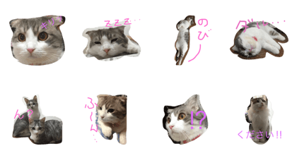 My Cat momo