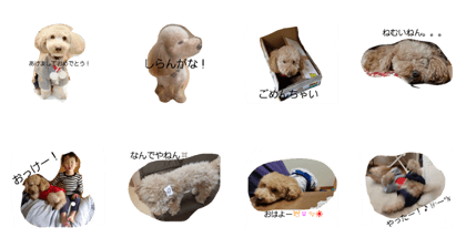 ROLL THE DOG!