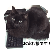 black cat coffee