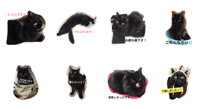 black cat coffee