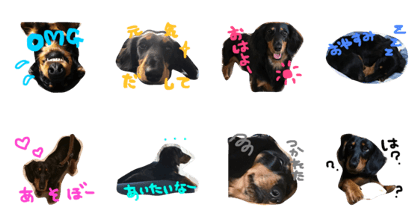 DachsDAY