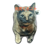 My cat Natsumi My cat Natsumi