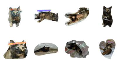 My cat Natsumi My cat Natsumi