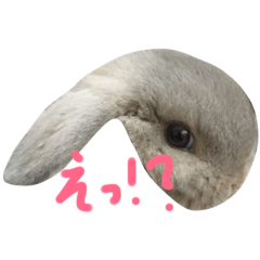 cute rabbit chero