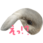 cute rabbit chero