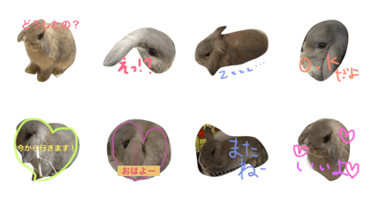 cute rabbit chero