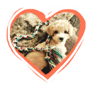 kawaii cute dog