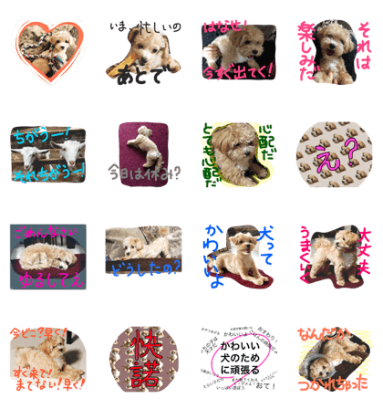 kawaii cute dog