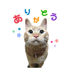 momiji&ame cat stamp