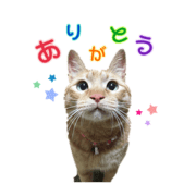momiji&ame cat stamp