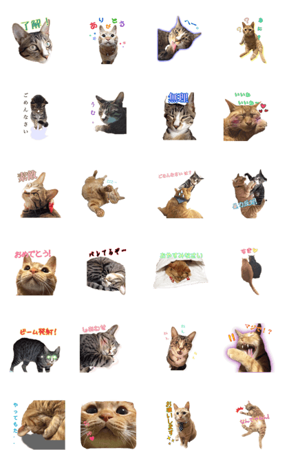 momiji&ame cat stamp