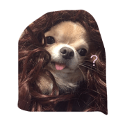 maybe cute chihuahua mogumi 2