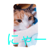 CATEYE