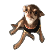 Dog.Sinba
