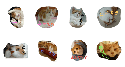 m's cat latte