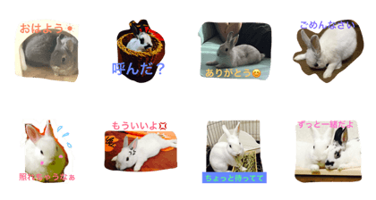bunny (japan)