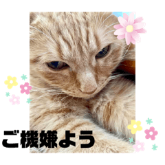 猫スタンプ　ちーちゃん３