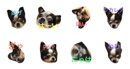 cow chihuahua!