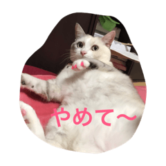 urchins nyanko