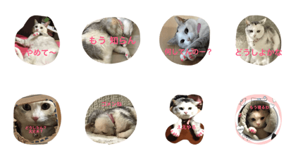 urchins nyanko