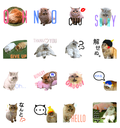 Cat's picture