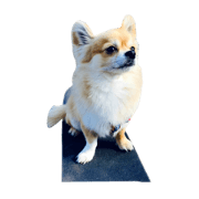 taiyoooo san