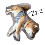 shiba-Noa2