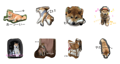 shiba-Noa2