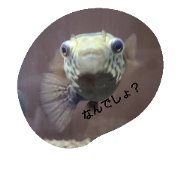 Topaz Puffer Naru