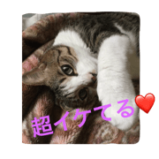 my cat MOMI_sama 00