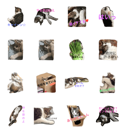 my cat MOMI_sama 00