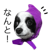 put dog