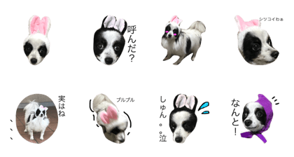 put dog