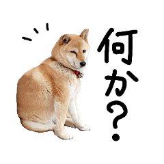 柴犬(しばいぬ)のスタンプ