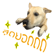Bacon Dog