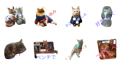 cat00002