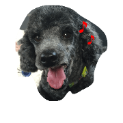 blackpoodle