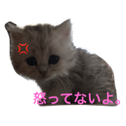 cats koume&mameta