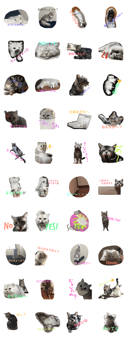 cats koume&mameta