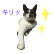 cat cat turtle