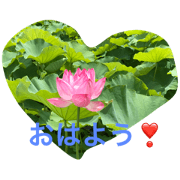 Flowers and flowers