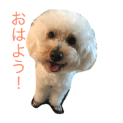 Poodle's everyday conversation.