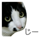 kai cat