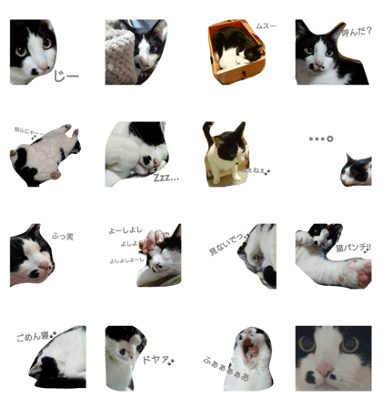 kai cat