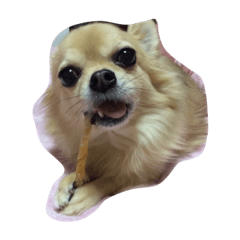 Dog of my home