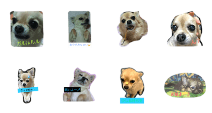 Dog of my home
