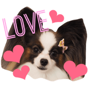 Papillon dog EMMA