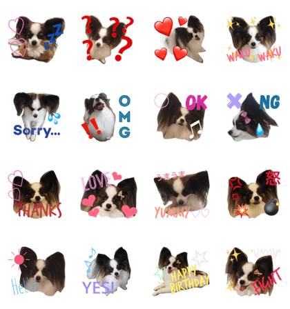 Papillon dog EMMA